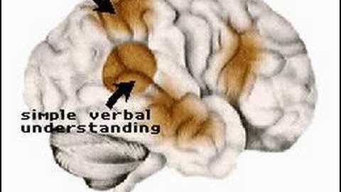 How the Body Works : Visual memory