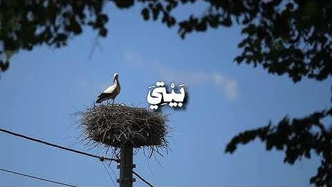 سورة نوح | الآية 28 | الشيخ محمود البنا