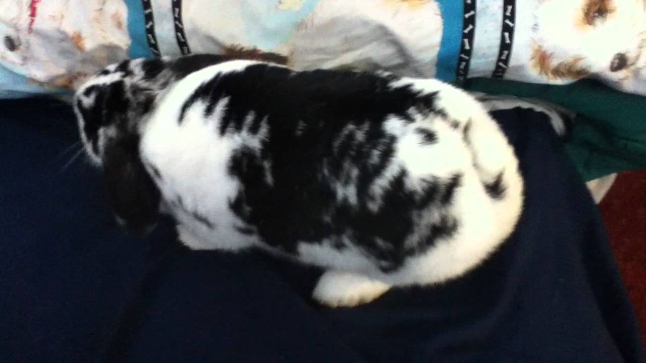 How To Tell If A Rabbit Is Ready To Breed - YouTube