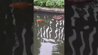 Утка Фрося и её друг карп на прогулке.