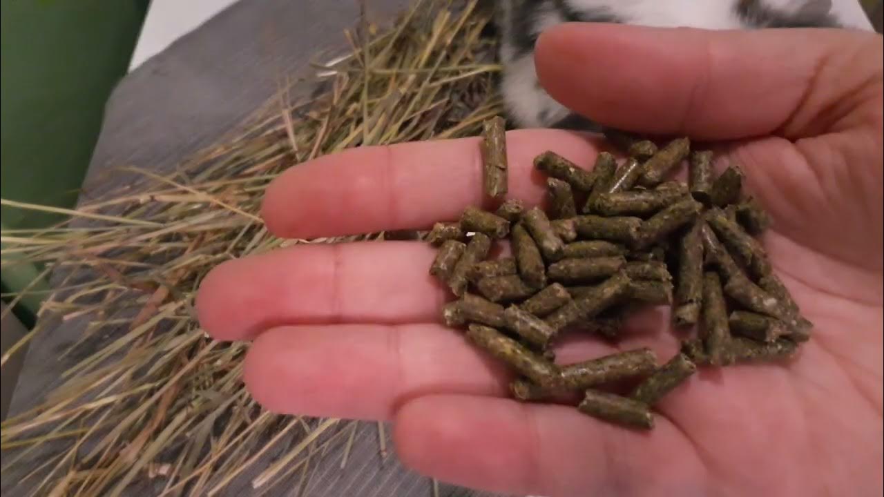 Feeding Your Rabbits Pellets and Hay YouTube