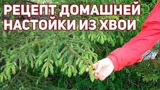 ЧИСТКА СОСУДОВ ОТ ХОЛЕСТЕРИНА ХВОЙНАЯ НАСТОЙКА ДОЛГОЛЕТИЯ @obovsemsmarusya ​