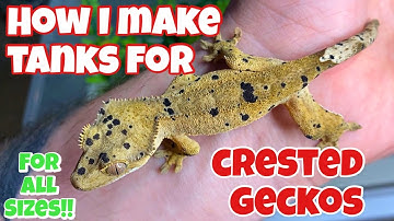 HOW I MAKE ENCLOSURES FOR ANY SIZE CRESTED GECKO!! (helpful)