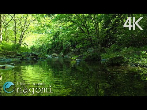 【ASMR自然音】川のせせらぎと鳥のさえずり Part3｜Nature Sounds｜自然の音・川の音・森の音｜勉強・睡眠・瞑想・リラックス