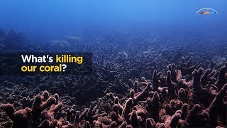 What's killing our coral?