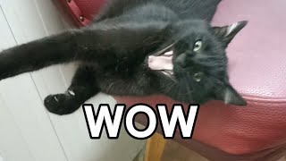 Special sleep technique from a black cat.🐈‍⬛ by Unusual stories of a black cat 226 views 1 month ago 4 minutes, 18 seconds