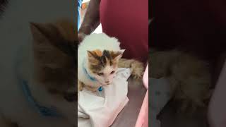 Cute Cat Gets a Vaccine and a New Collar ???‍⬛