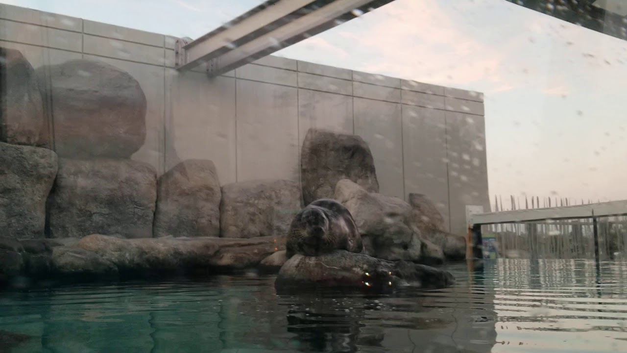 Sneezing Seal (read description) YouTube