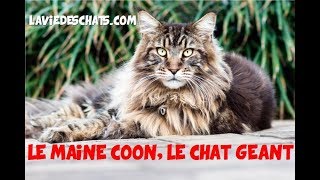 MAINE COON LE GÉANT DES CHATS