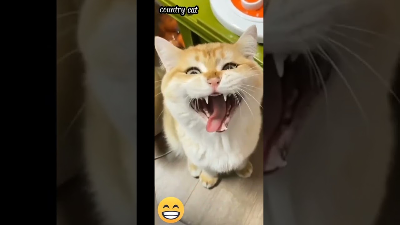 Beautiful cat nagging