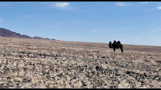 Mongolia's two-humped Bactrian camel (Camelus bactrianus)