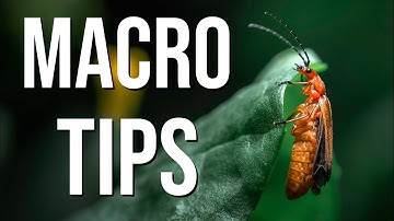 Doing THIS let me get better macro photos (tutorial with ideas, lighting, focus)