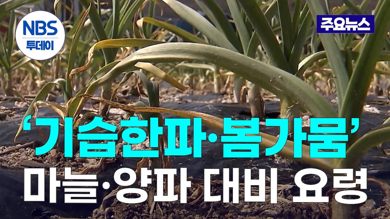 마늘·양파 ‘기습한파·봄가뭄’ 대비 요령…“부직포·비닐 제거 신중히”