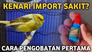 Download Lagu CARA PENGONDISIAN KENARI RASMI YORKSHIRE SAKIT LEMES KETIKA BARU BELI MP3