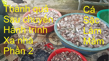 119 | P 2 | Quê Hương Miền Tây | Hành Trình Kéo Lưới Xa Nhà | Cá Sặc Làm Mắm | choke fish sauce