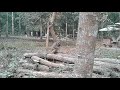 দেখুন বানর কিভাবে তার শরীরের সাথে বাচ্চাকে লালনপালন করে এবং বানরের মজার ভিডিও ।
