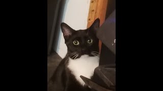 Spicy Kitty showing off her belly #funny #pets #cat #cats #cute #funnyvideo #short #fyp #lol