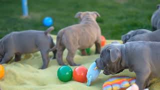 Splashing Fun in Water Sports: The Joy of American Bully Dogs