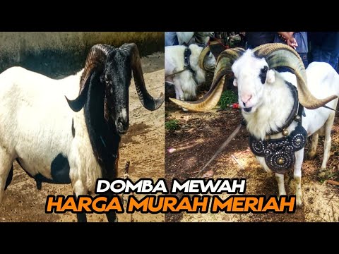 Download 6 Domba Garut Mewah Harga Murah Meriah ‼️Update Harga Domba Garut