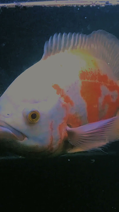 Elek yo ben sek penting nyeni