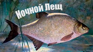 Почему самый крупный Лещ зимой ловится именно в сильный мороз?