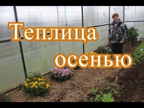 Теплица осенью.| Using greenhouse in autumn.