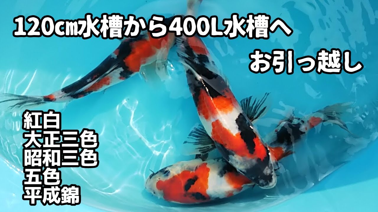 ゴッコ堂 X ktokto 火ノ玉犬 オレンジx水色成型 hq720.jpg?sqp=-