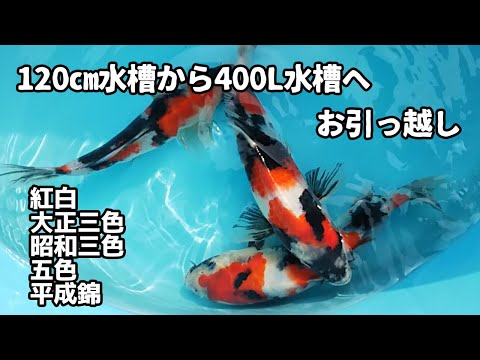 Amazon.co.jp: Pxkmouy 帆布のいけす、鯉の飼育用プール水を貯め