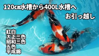 三鯉魚 emuwaifarm_10000554