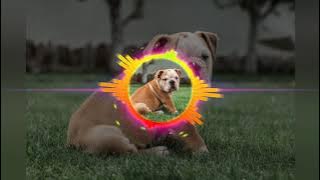 #viralTiktok-Anjing Baru Se pamer-FeeRvltn X Johan LX X VikcyKaka X Fhikran Arbie