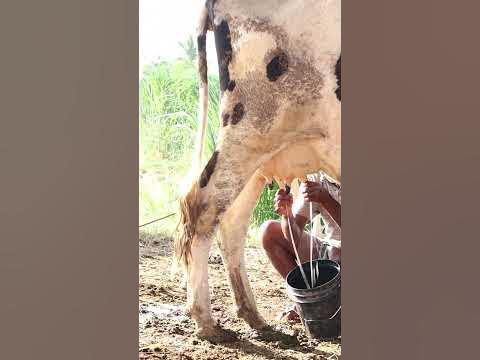 milk pressure by hands - YouTube