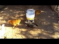 Mis gallinas tomando agua en su nuevo bebedero