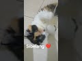 #kucingbelangtiga #cat #kucinglucu #cute #imut