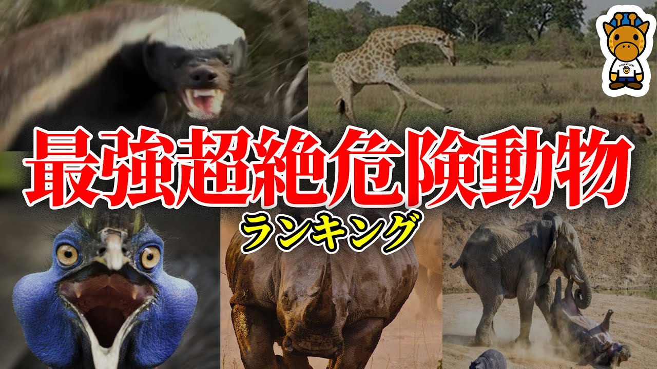 世界最強動物ランキング YouTube