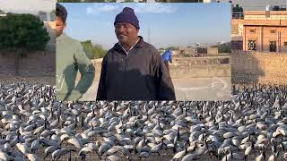 Episode 55: Demoiselle Cranes in India