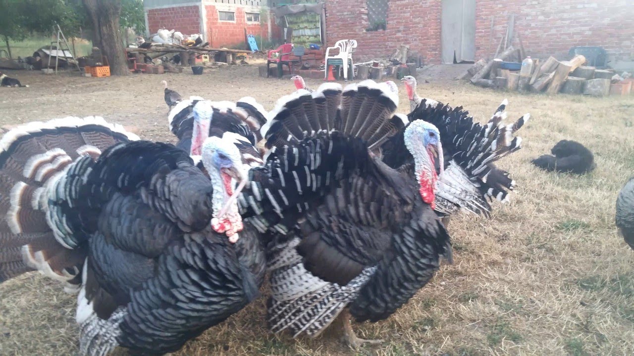 ĆURKE - Da li su bolje bele, crne, žute, šarene?