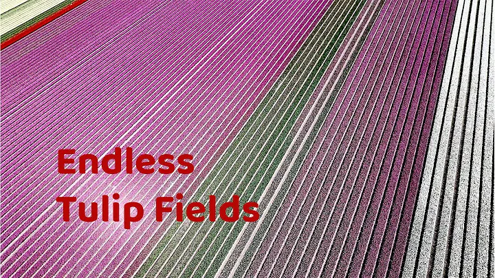Endless Tulip Fields (Noordoostpolder, The Netherlands)