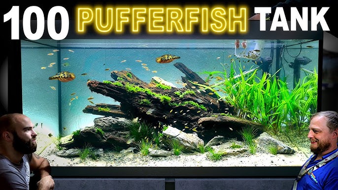 100 Gallon Angelfish & Neon Tetra Tank w/ Custom 3D Background (Aquascape  Tutorial) 