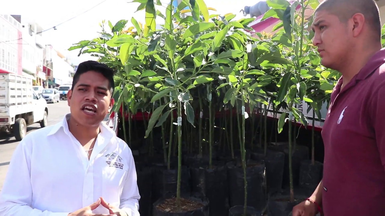 Tianguis de Plantas en Tetela del Volcán YouTube