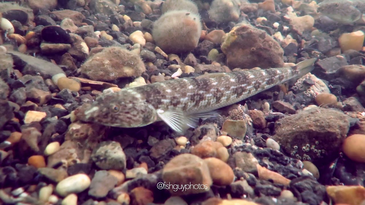 Inshore Lizardfish