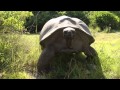 Interrumpe una cita de dos tortugas y el macho se enfada
