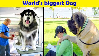 Dogs Who Don’t Understand How BIG They Are - cute dog