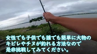 キビレ釣り Youtube