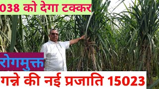 15023 Sugarcane variety | New variety Sugarcane | गन्ने की नई प्रजाति | बिकाऊ गन्ना बीज | Sugarcane