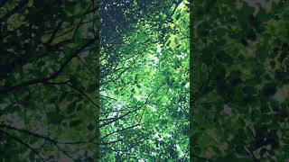Tingujt e Natyrës: Cicërima Zogjsh #films #train #regen #art #travel #nature #animals #excavator