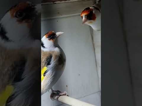goldfinches