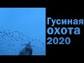 СУПЕРОХОТА на гуся! Юг России. Сезон 2020