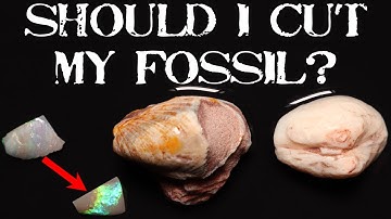 When To Cut Opal Fossils Or Leave Them Alone?