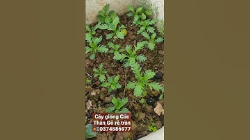 [3T_TV]Cây giống CÚC THÂN GỖ hay còn gọi là cúc trường thọ #CTG #cúc_thân_gỗ #cây_giống_cúc_thân_gỗ