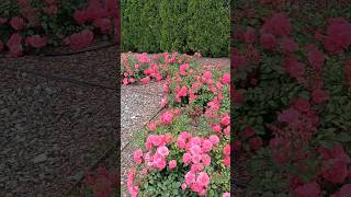 Розы В Саду #Цветы #Розы #Дача #Сад #Лето #Роза #Идеи #Длясада #Красота #Flowers #Rose #Roses #Rosé